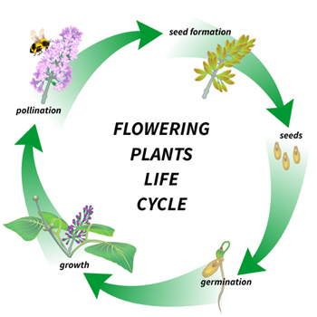 A Flower Life Cycle